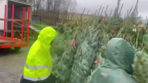 Hơn 40 trang trại trồng cây ở NC vừa tặng 1.000 cây thông Noel...