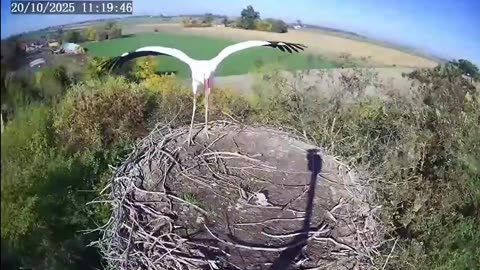 Happy stork guest 😍😃😃🌾