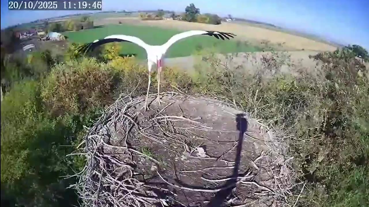 Happy stork guest 😍😃😃🌾