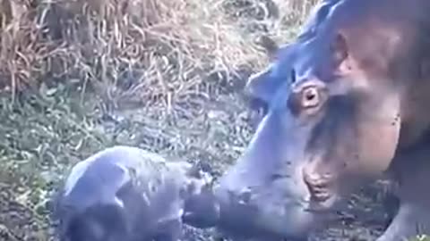 animals