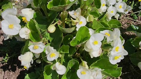 Emerald White Begonias are finally in full Form in early Autumn