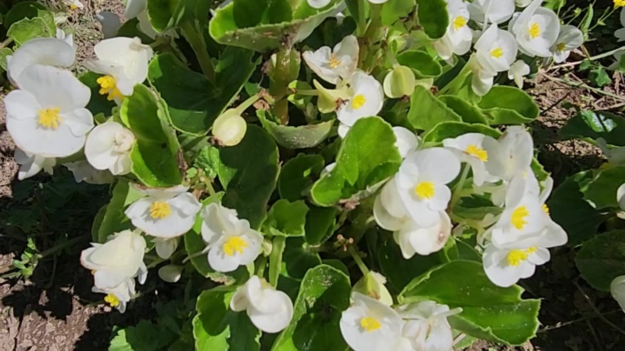 Emerald White Begonias are finally in full Form in early Autumn