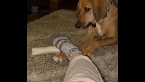 Funniest Pets & Cats