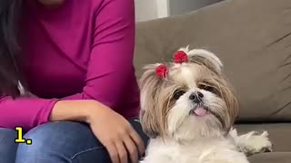Shocking: Dogs Can’t Handle Despacito👀😹