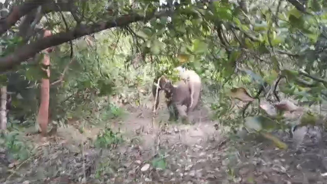 Forest Elephant 🐘🐘