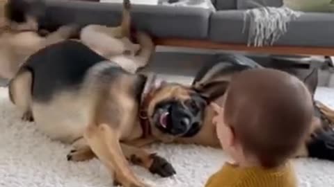 Baby’s_Bang_Leaves_Dogs_Belly_Up._One_Baby,_Three_Dramatic_Dogs🐾Episode_5(360p)