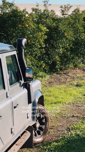 🍊 Steve shows us the journey the oranges take from tree to warehouse...