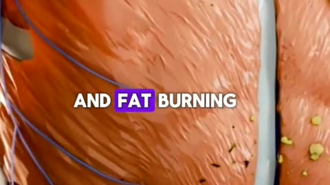 Foods that melt fat (Belly Fat)