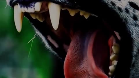 Cheetah hunting: a moment of wild speed