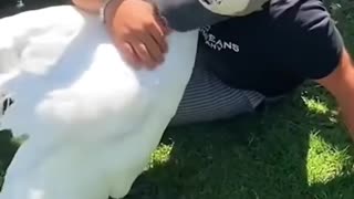 This family rescued a goose stuck in fishhook