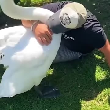 This family rescued a goose stuck in fishhook