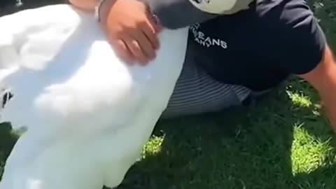 This family rescued a goose stuck in fishhook