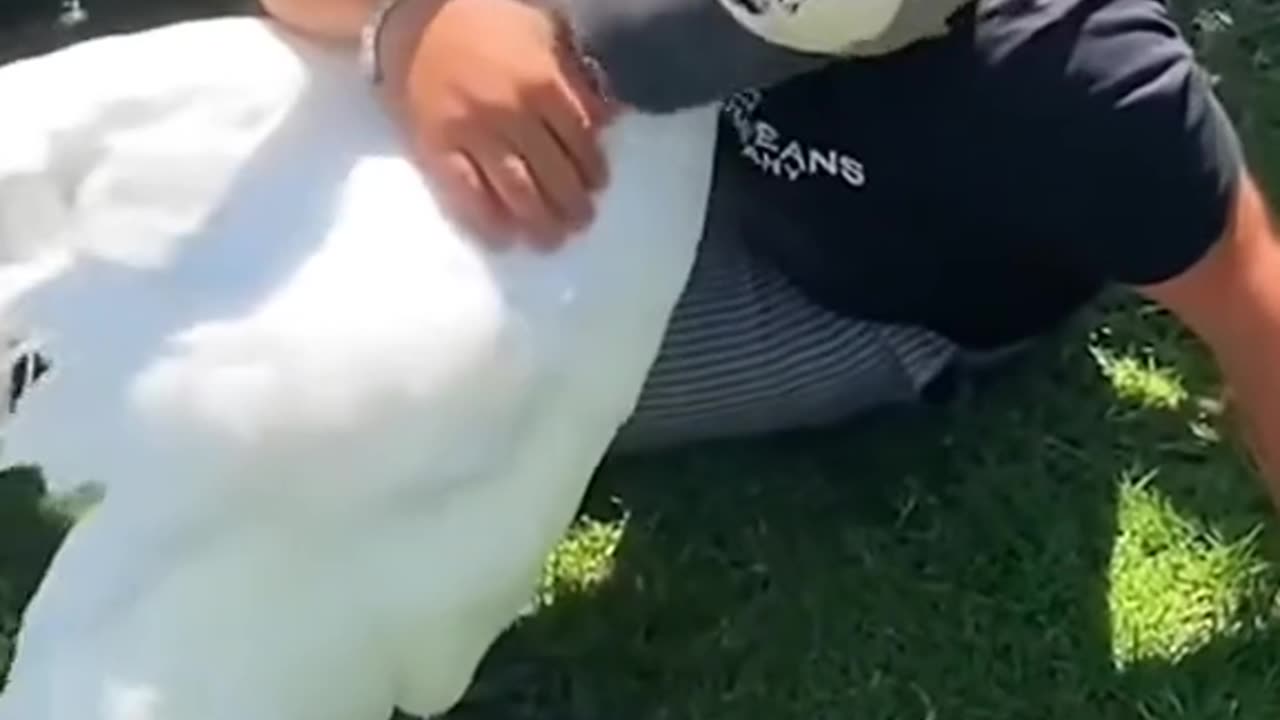 This family rescued a goose stuck in fishhook