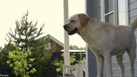 Your Daily Dose of Pets