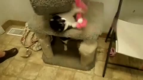 Back and cat haven to play with another kitty!