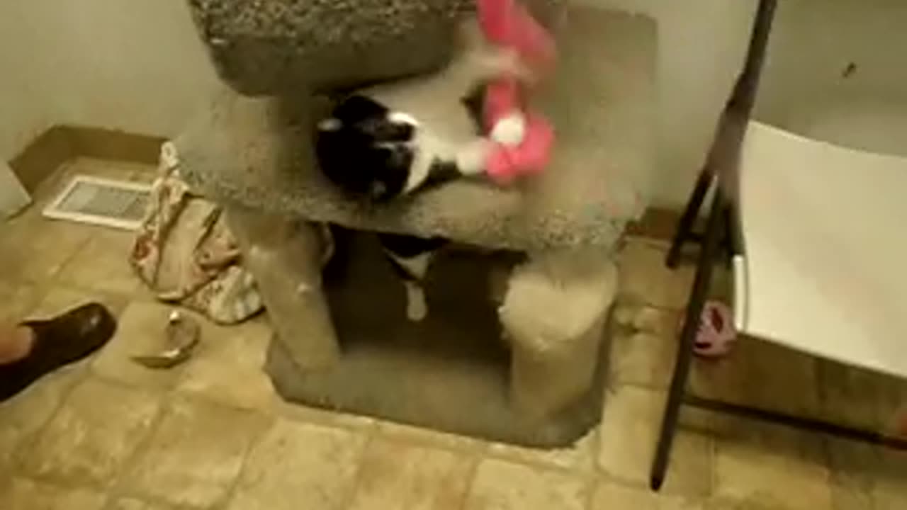 Back and cat haven to play with another kitty!