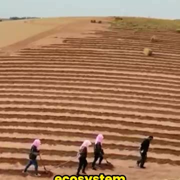 China’s Massive Green Wall: A Solution or a Disaster?