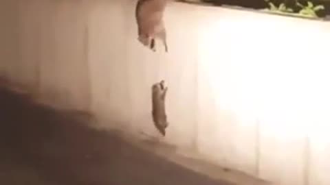 🤯✨ Watch Raccoons Collaborate Like Pros! | FeedMyCuriosity
