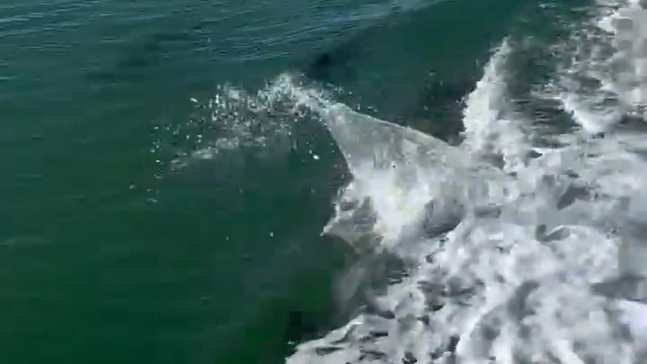 Dolphin swimming