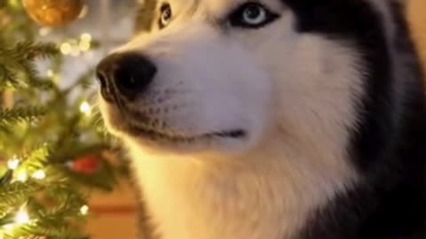 🐺🎄 My Husky on Christmas Morning… This Chaos Is Too Real 😂❄️