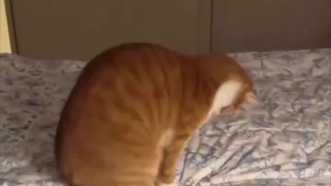 Orange cat activities.. 😂