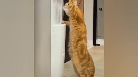 Omg So Cute Cat Funny Moments