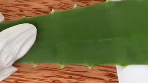 Trending: ASMR aloevera sounds so satisfying #asmr #asmrforsleep#relaxing#sleep#