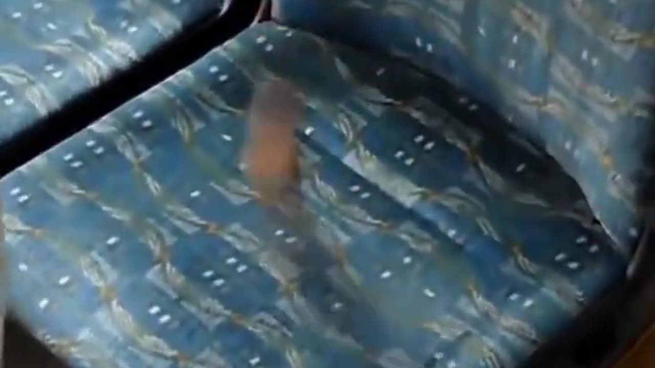 The reason bus seats have wild patterns and vibrant colours is to hide how dirty they are