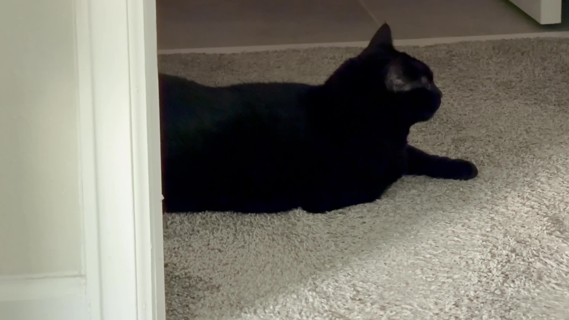 Cute Precious Piper is a Pointer Cat -My Adopted Shelter Cat Vlog