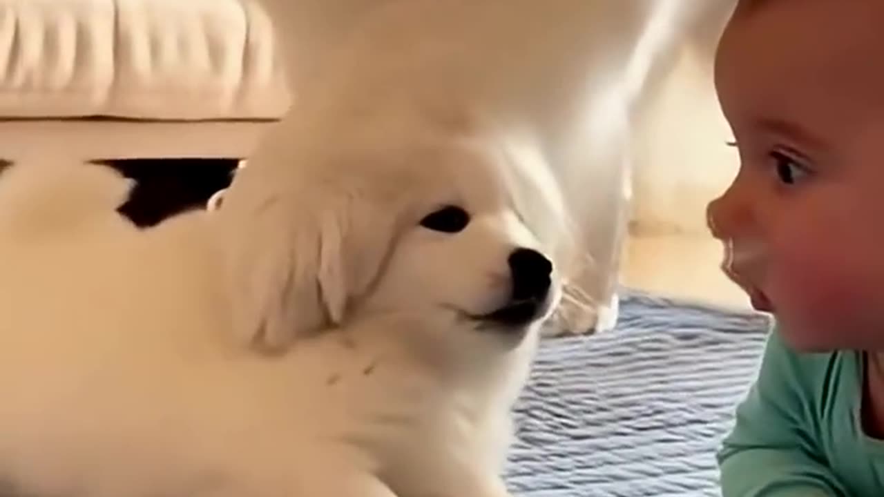 The Online Course That Helps You Finally Understand Your Dog!