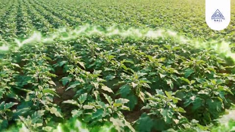 NACL Industries: Trusted Insecticide Products for Every crop