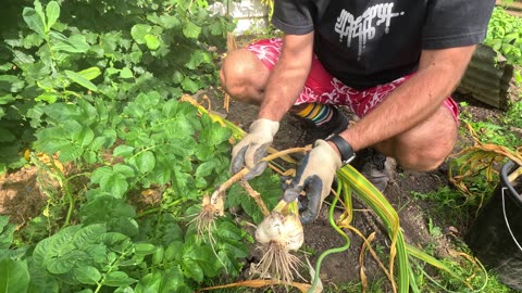 Elephant Garlic Harvest. From Garlic Giants to Bean Bonanza: Crop Rotation Adventures!