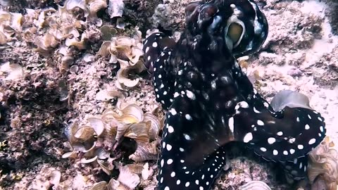 Curious Octopus