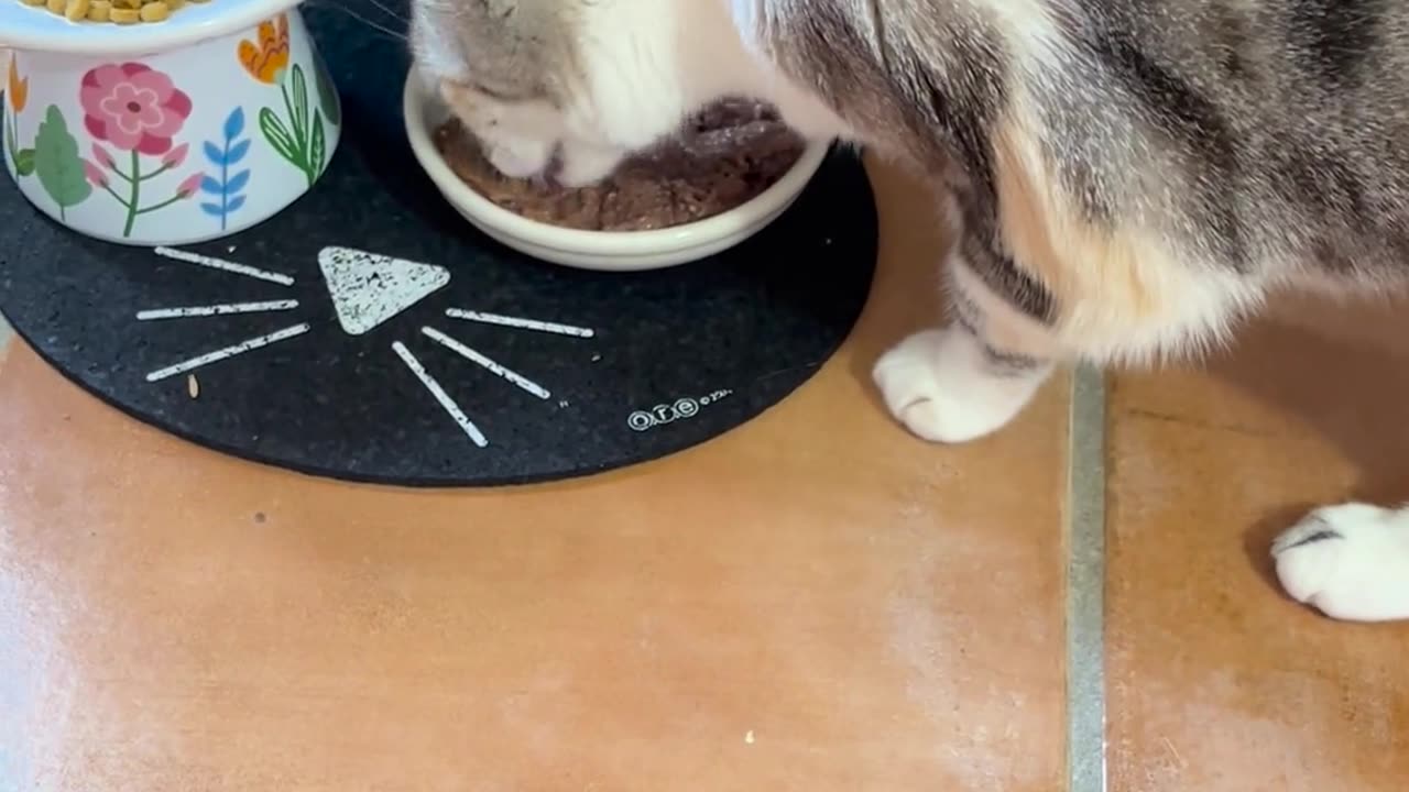 😂🐱 This Cat's Happy Grumble Will Get You Every Time! | FunFM