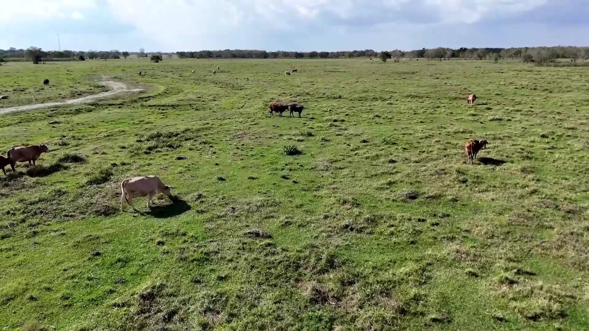 A Texas rancher rejects Trumps plan to import more Argentine beef