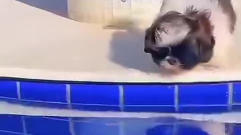 🤣 Funny Animal Video 2025 😹🐶 | Try Not To Laugh Challenge 😂 | Animal Voice