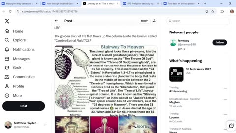 ABC occultists pine for resurgence of old growth Evergreen in hoop dreams of the Tree of Life
