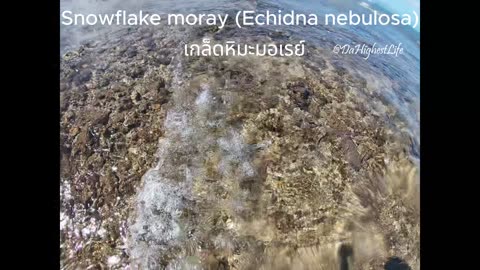 A Snowflake Moray Eel (puhi-kapa)