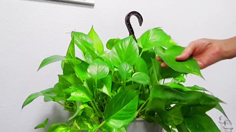 Indoor Plant Photo Care Essential Tips