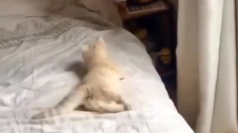 Cat Video Very Funny