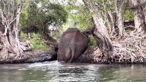 Wild Big Jumbo Elephant Bathing