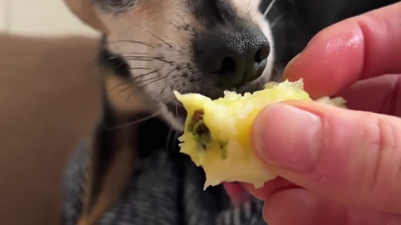 Darwin likes honey crisps.