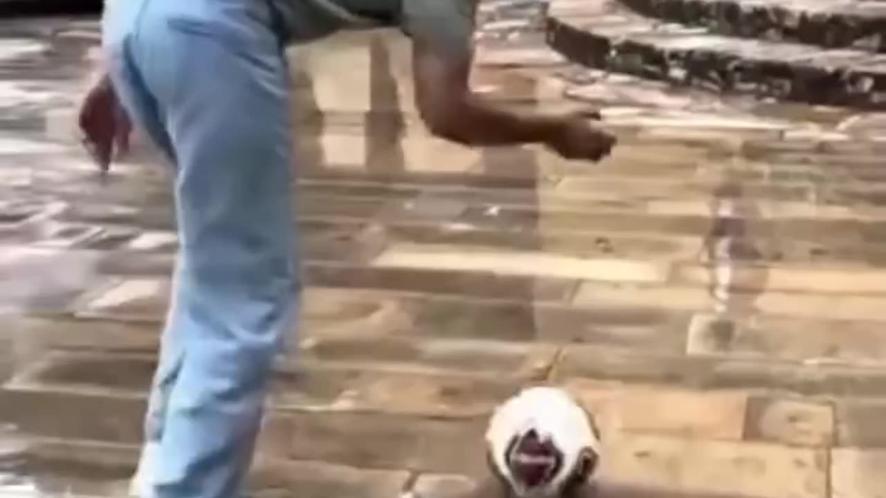 Wow!! FUNNY! Amazing!