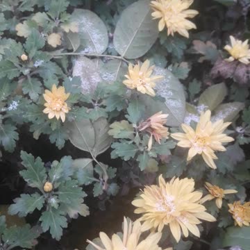 Chrysanthemums and the first snow