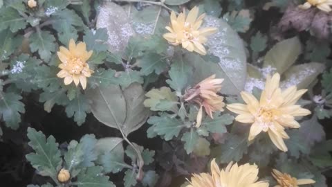 Chrysanthemums and the first snow