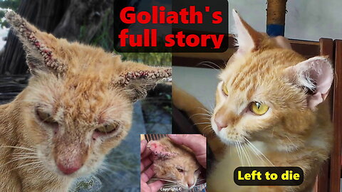 A beautiful giant gingie cat thrown away to die with scabies - his story.