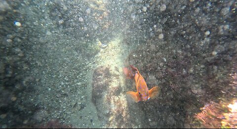 Underwater La Jolla Views Orange #Garibaldi #fish #lobster San Diego