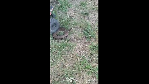 Snake attacks RC car