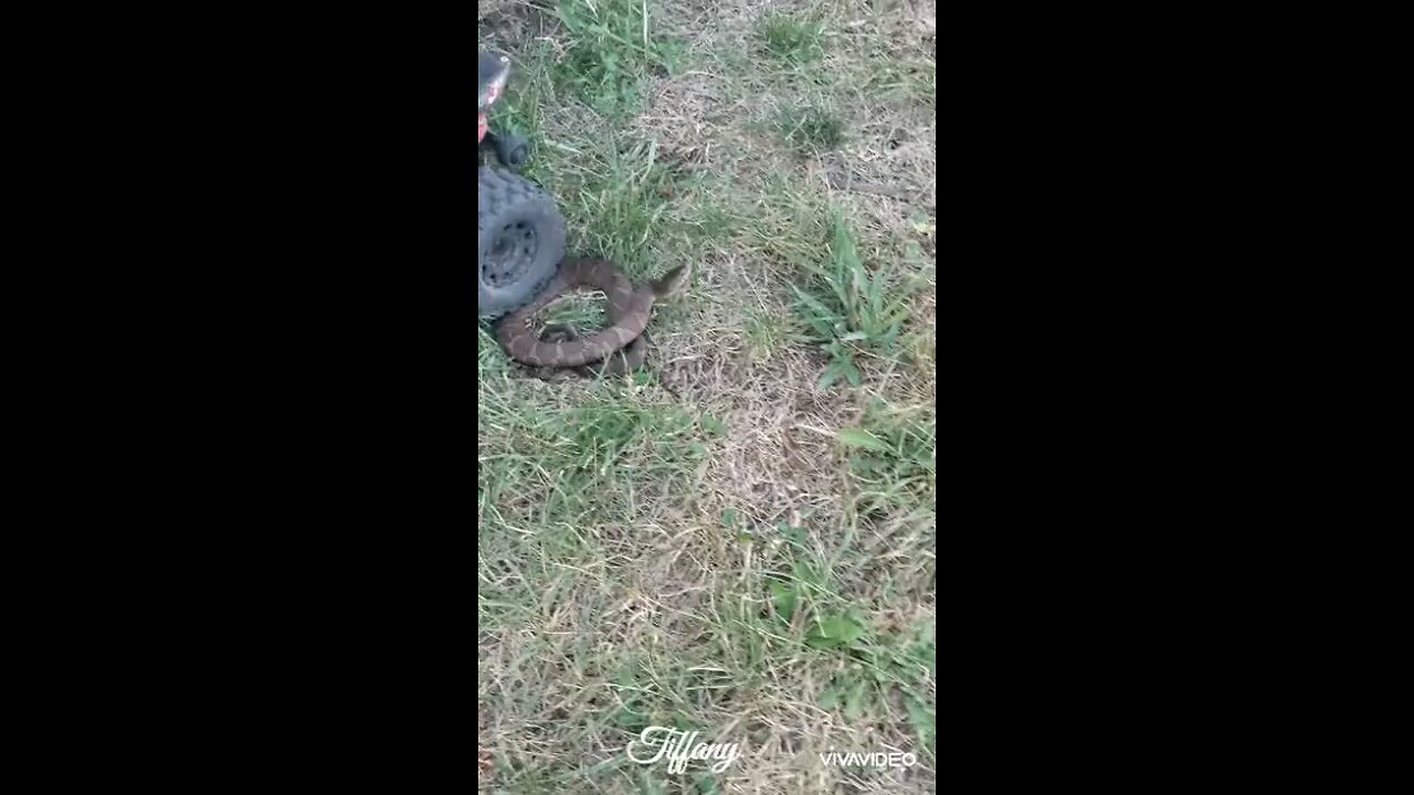 OMG, Snake attacks RC car