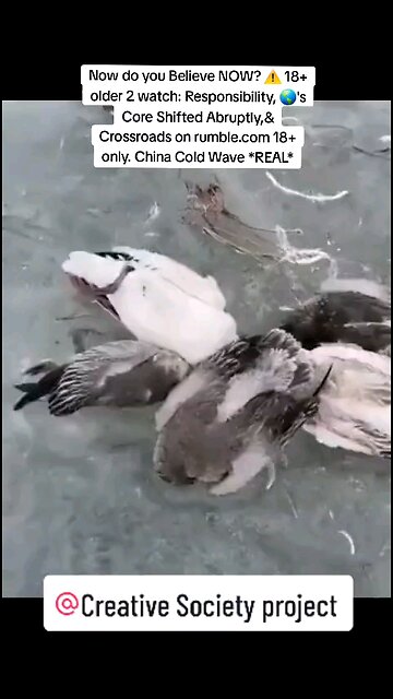 👀 REAL! Ducks FROZEN IN PLACE🇨🇳